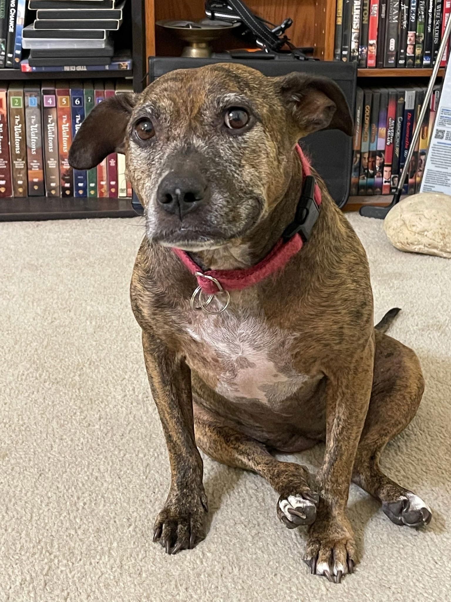 Enlarge Ellie Mae, a Adoptable Terrier in Bolivia, NC image 1/1