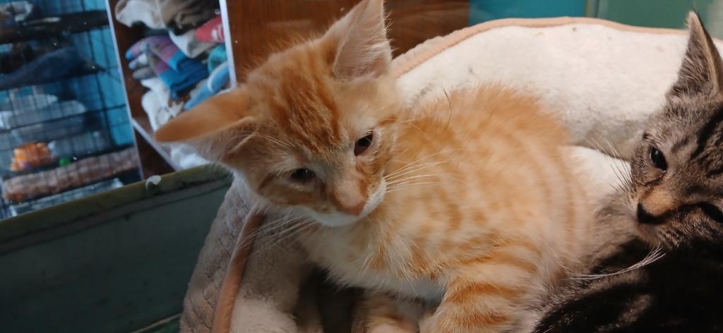 Enlarge Oliver, a Adoptable mixed breed in Crocker, MO image 1/1