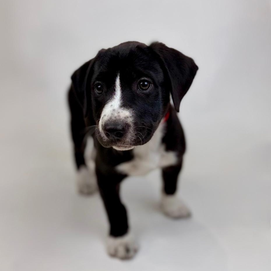 Tippy, an adopted mixed breed in Vancouver, WA image 4/5