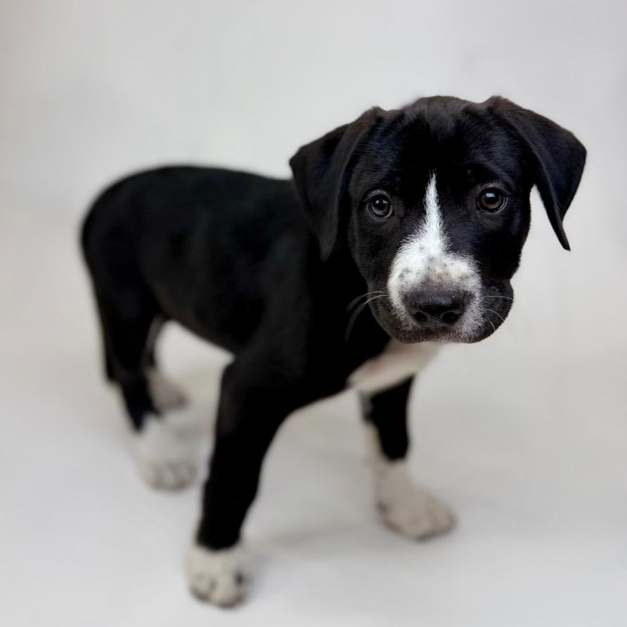 Tippy, an adopted mixed breed in Vancouver, WA image 2/5