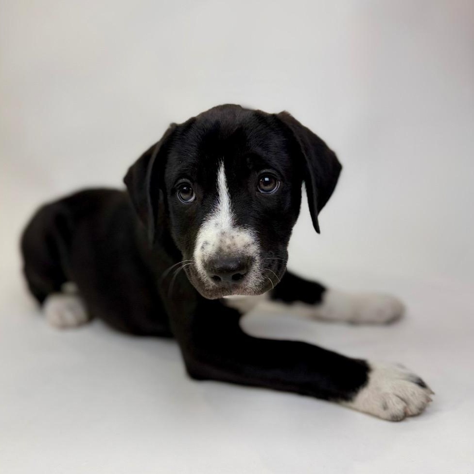 Tippy, an adopted mixed breed in Vancouver, WA image 5/5