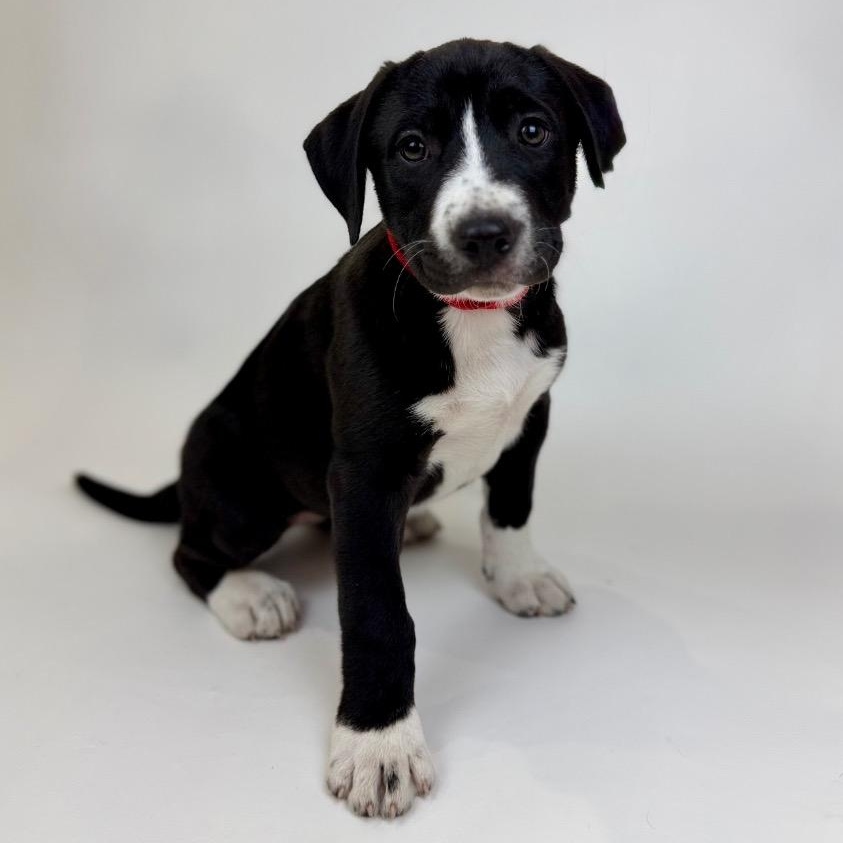 Tippy, adopted, Puppy Female Labrador Retriever & Pit Bull Terrier.