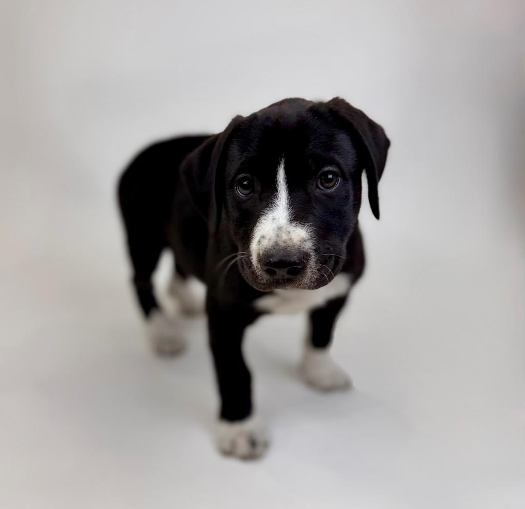 Tippy, an adopted mixed breed in Vancouver, WA image 3/5
