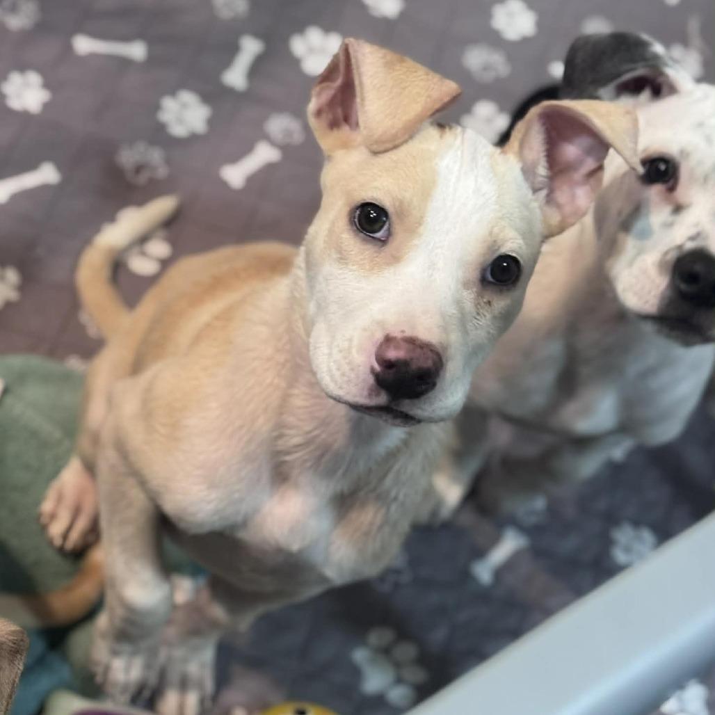 Enlarge River, a Adoptable Mixed Breed in Boone, IA image 1/1