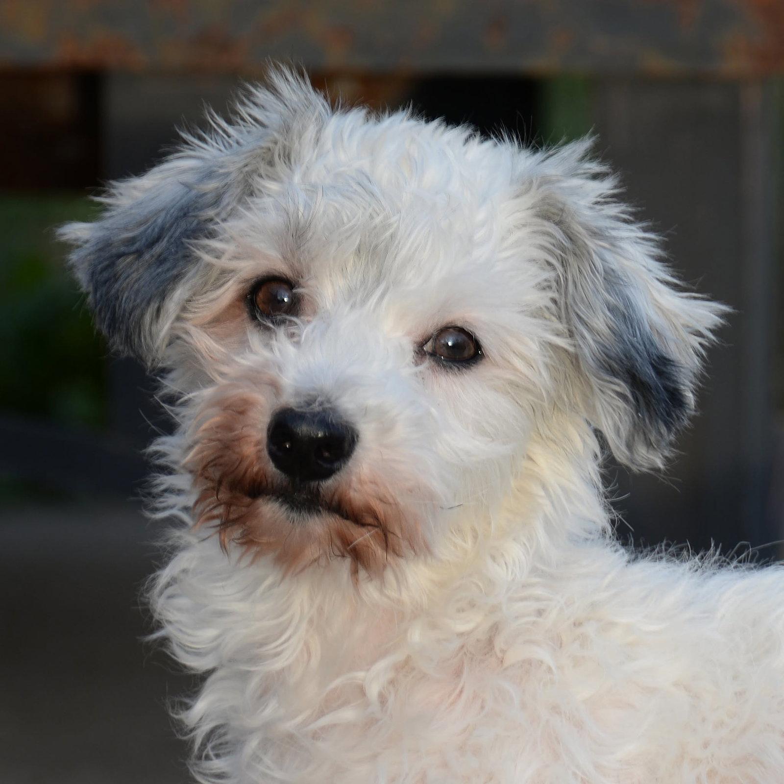 Keia, Adoptable, Young Female Maltese & Dandie Dinmont Terrier.