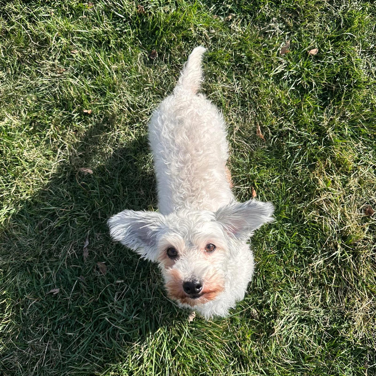 Enlarge Keia, a Adoptable mixed breed in Gretna, NE image 3/3