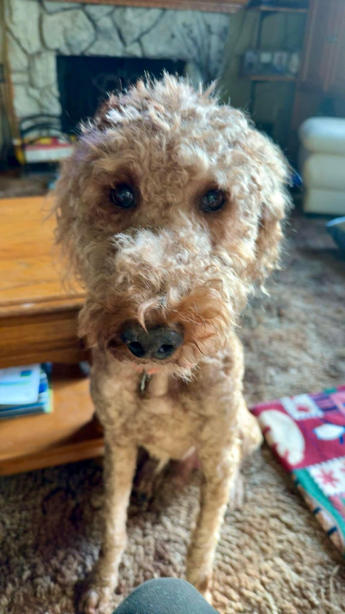 Enlarge RUGAR   $275, a ADOPTABLE mixed breed in Milwaukee, WI image 2/5