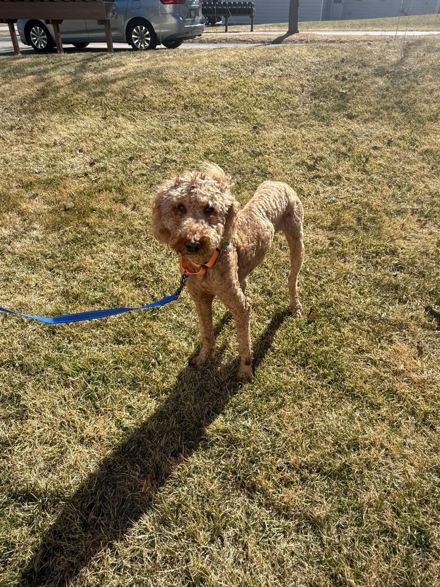 Enlarge RUGAR   $275, a ADOPTABLE mixed breed in Milwaukee, WI image 4/5