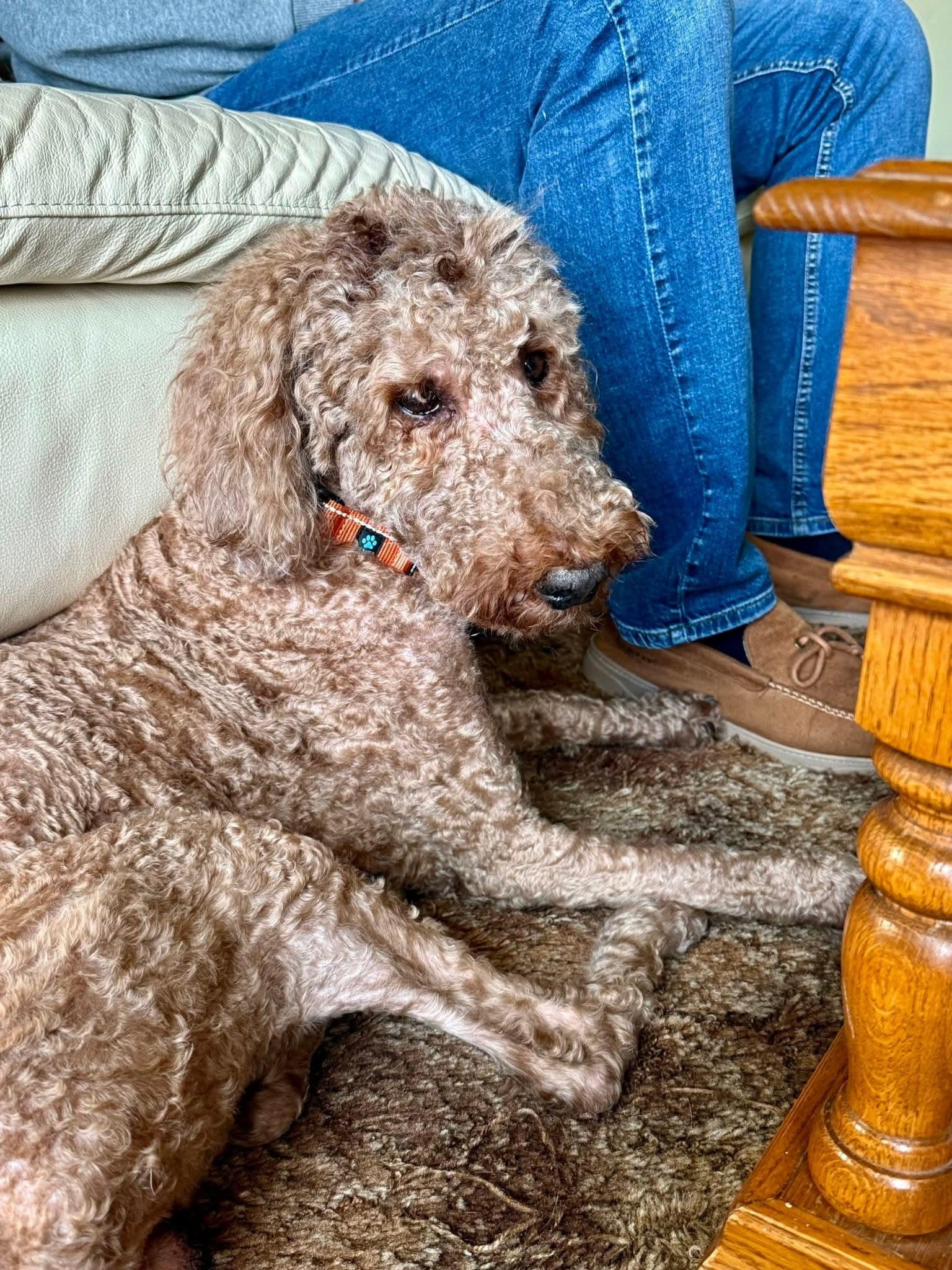 Enlarge RUGAR   $275, a ADOPTABLE mixed breed in Milwaukee, WI image 3/5