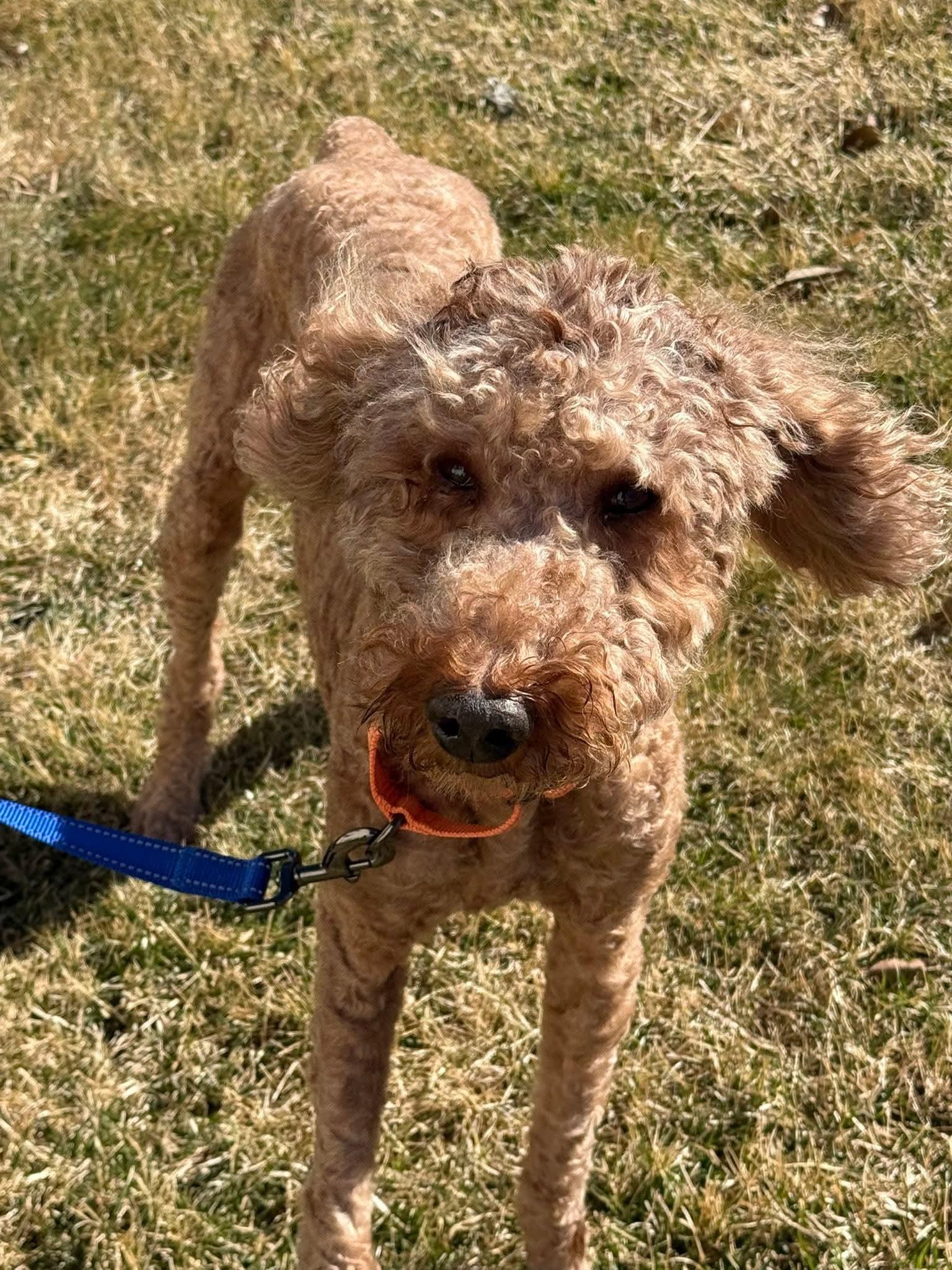 RUGAR   $275, ADOPTABLE, Adult Male Goldendoodle.