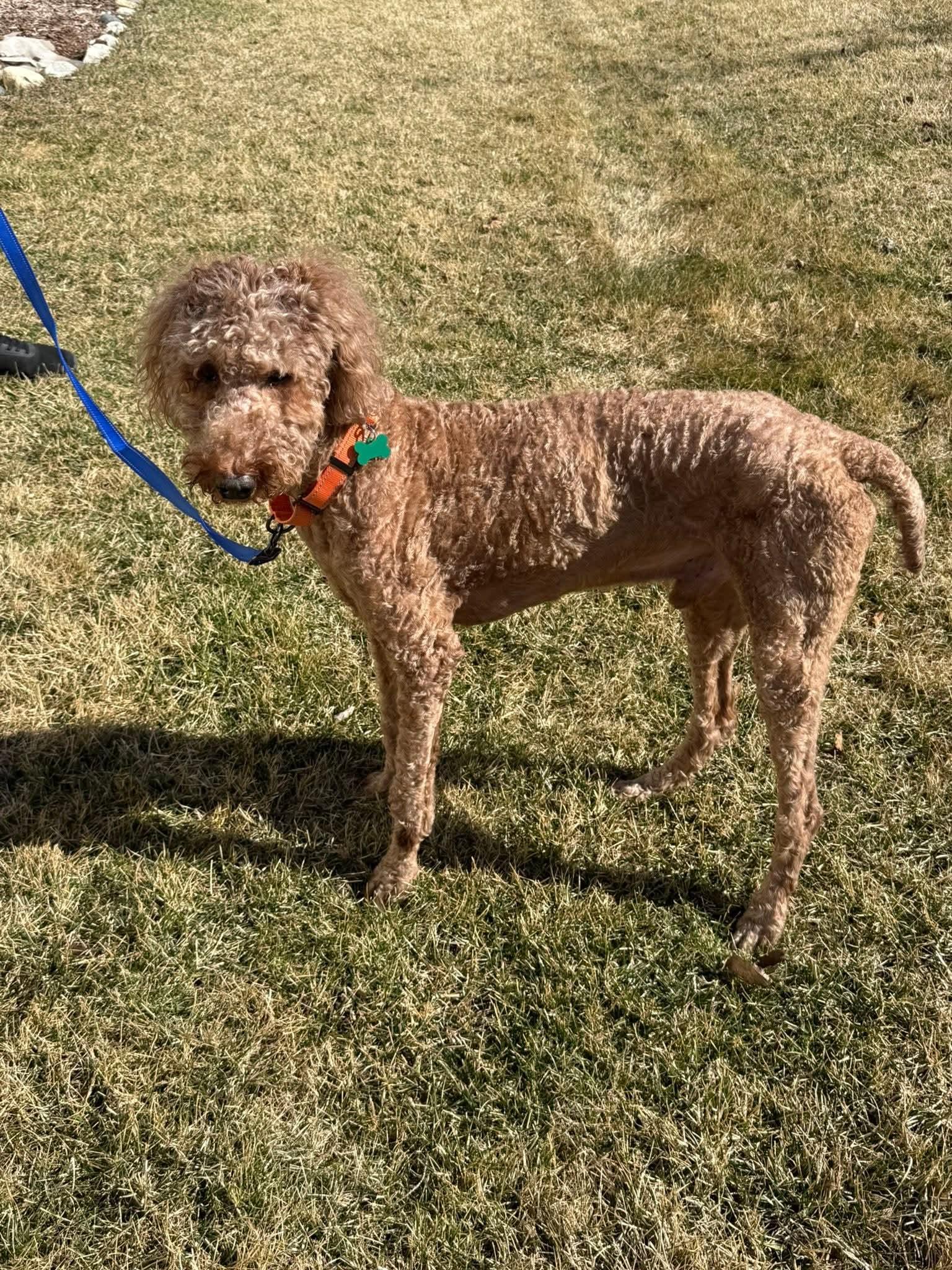 Enlarge RUGAR   $275, a ADOPTABLE mixed breed in Milwaukee, WI image 5/5