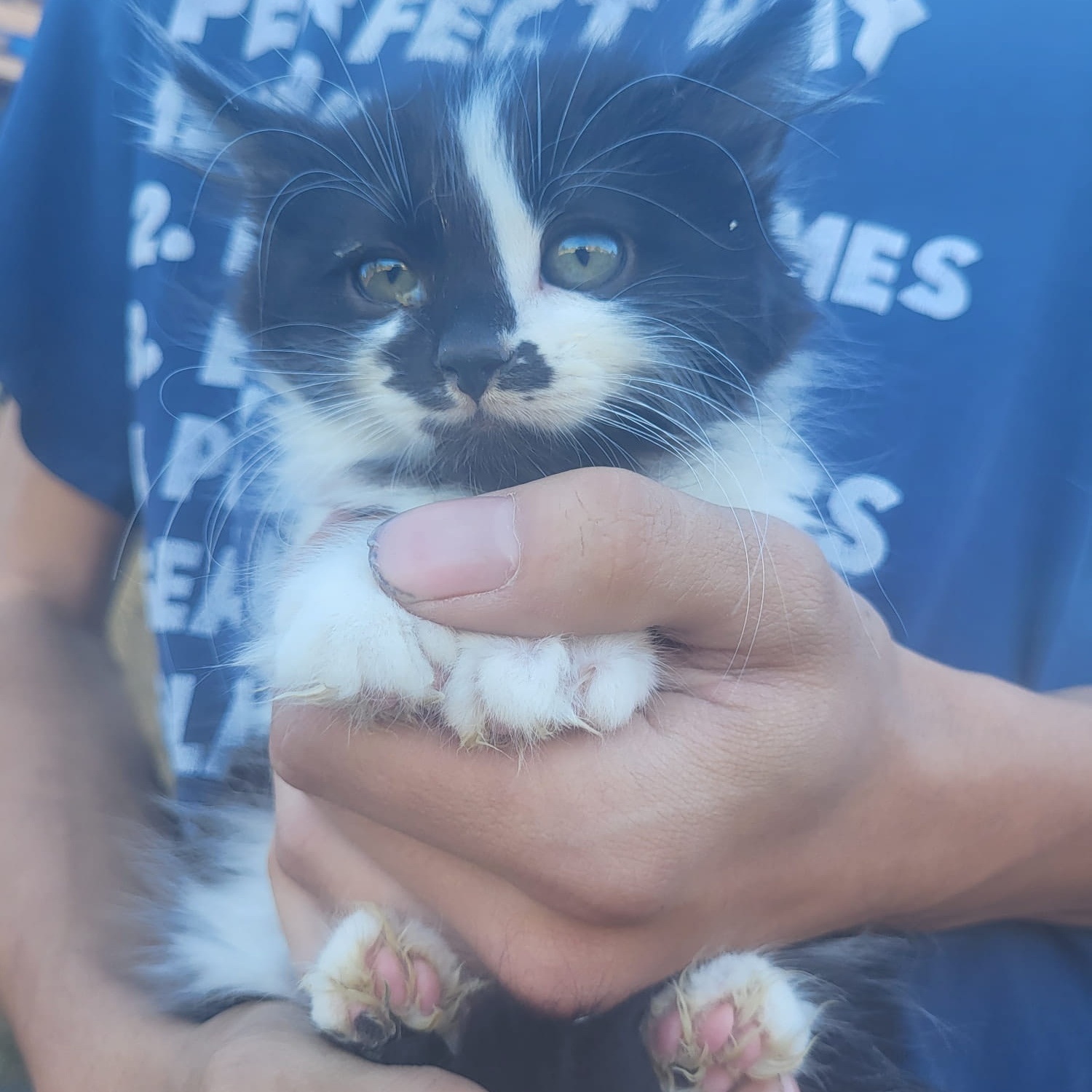 Moony, Adopted, Kitten Male Domestic Medium Hair.