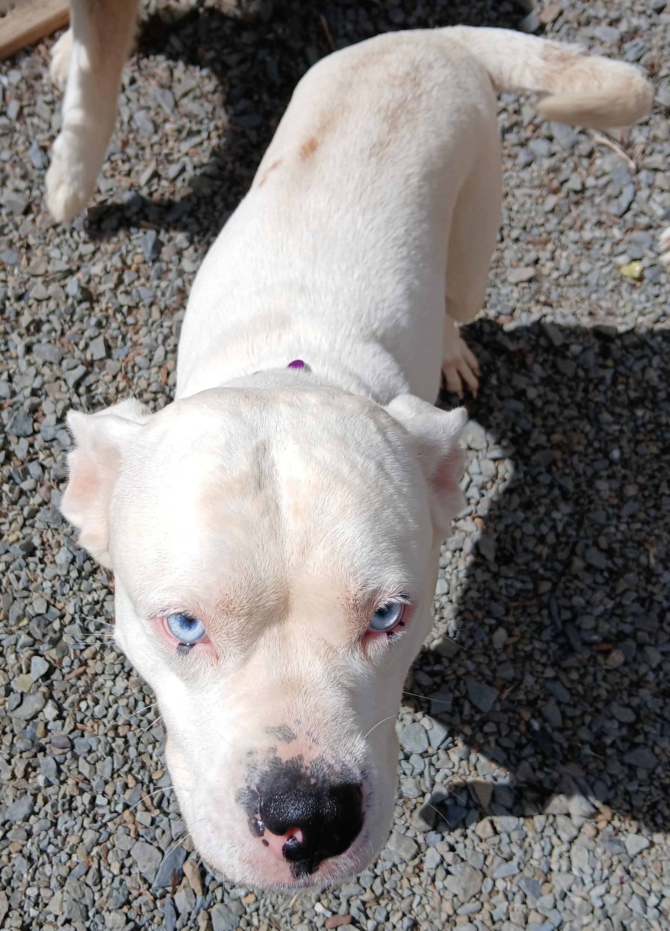 Enlarge Annette, a ADOPTABLE mixed breed in Gardiner, NY image 2/3