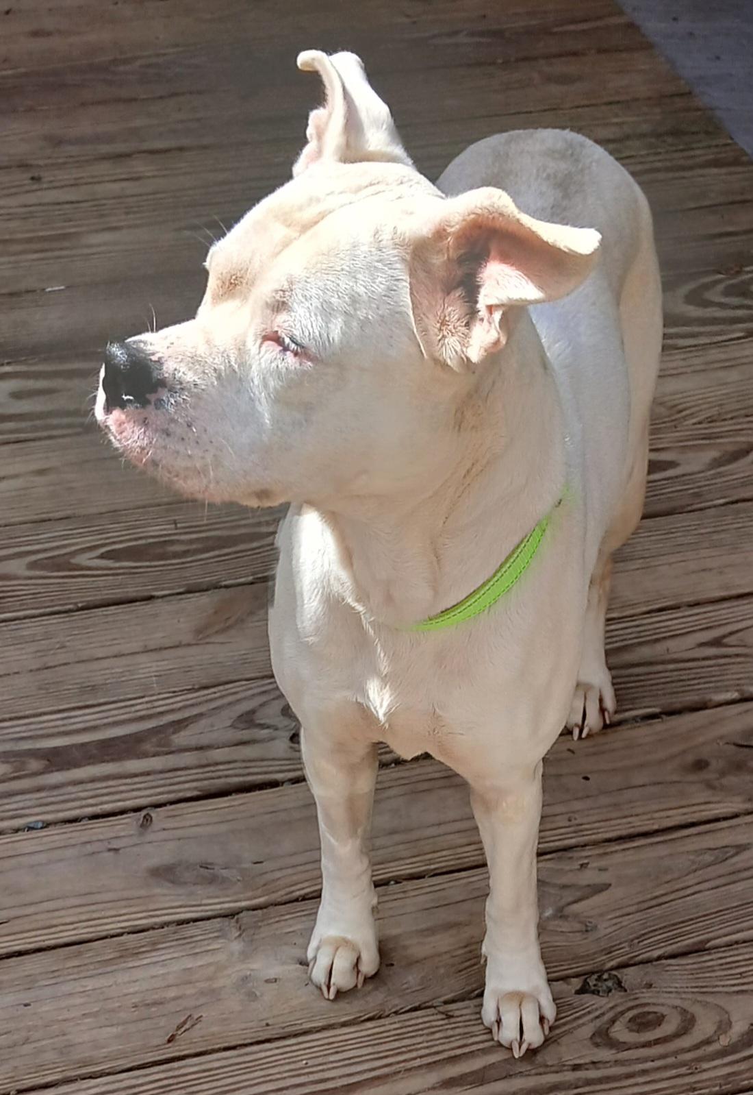 Enlarge Annette, a ADOPTABLE mixed breed in Gardiner, NY image 3/3