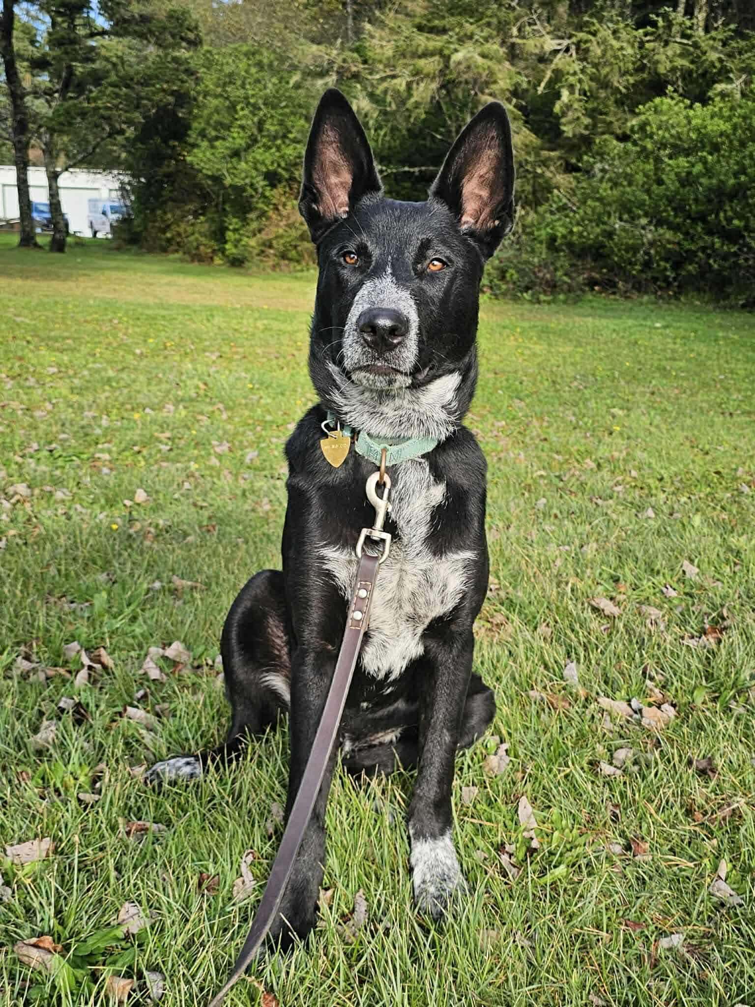 Ranger, ADOPTABLE, Young Male Shepherd & Australian Cattle Dog / Blue Heeler.