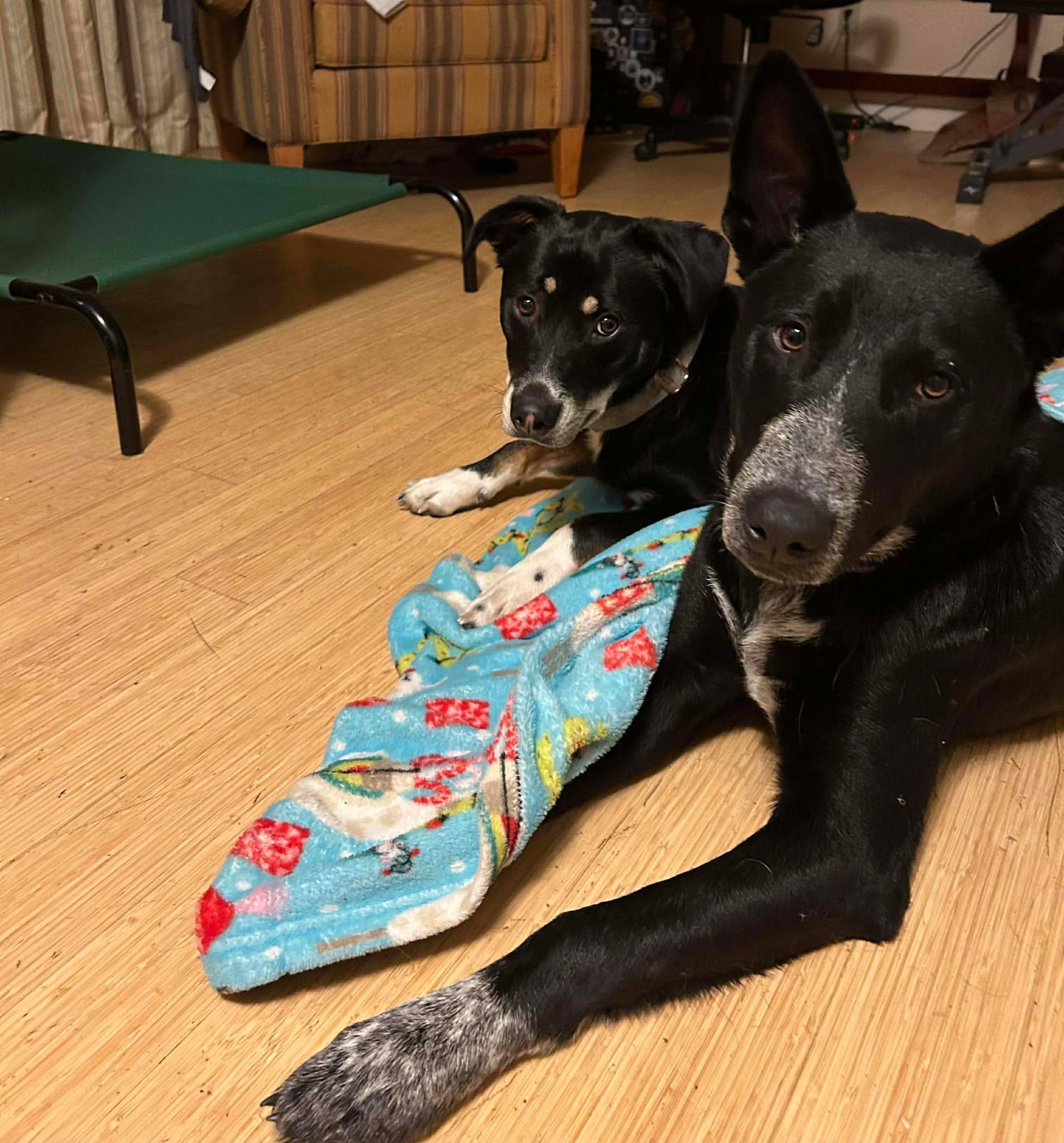 Enlarge Ranger, a ADOPTABLE mixed breed in Vancouver, WA image 2/5