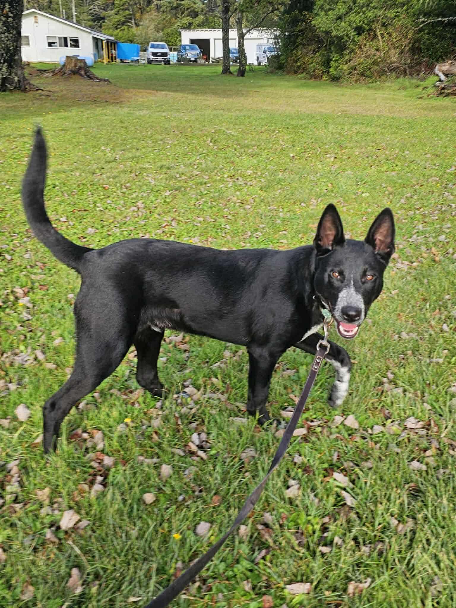 Enlarge Ranger, a ADOPTABLE mixed breed in Vancouver, WA image 3/5