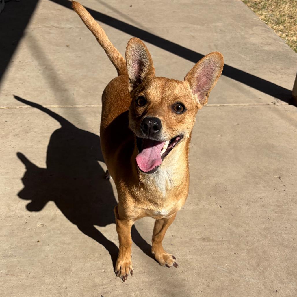 Scooby, a Adoptable Chihuahua image 1/4