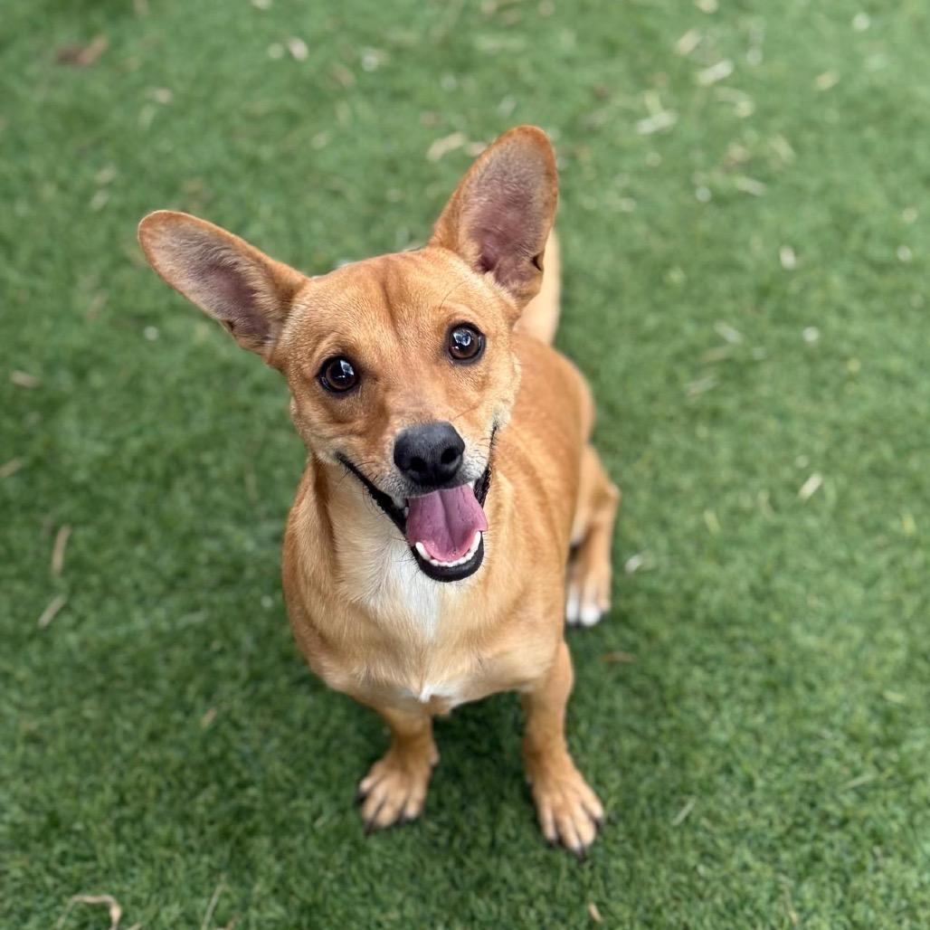 Scooby, a Adoptable Chihuahua image 2/4