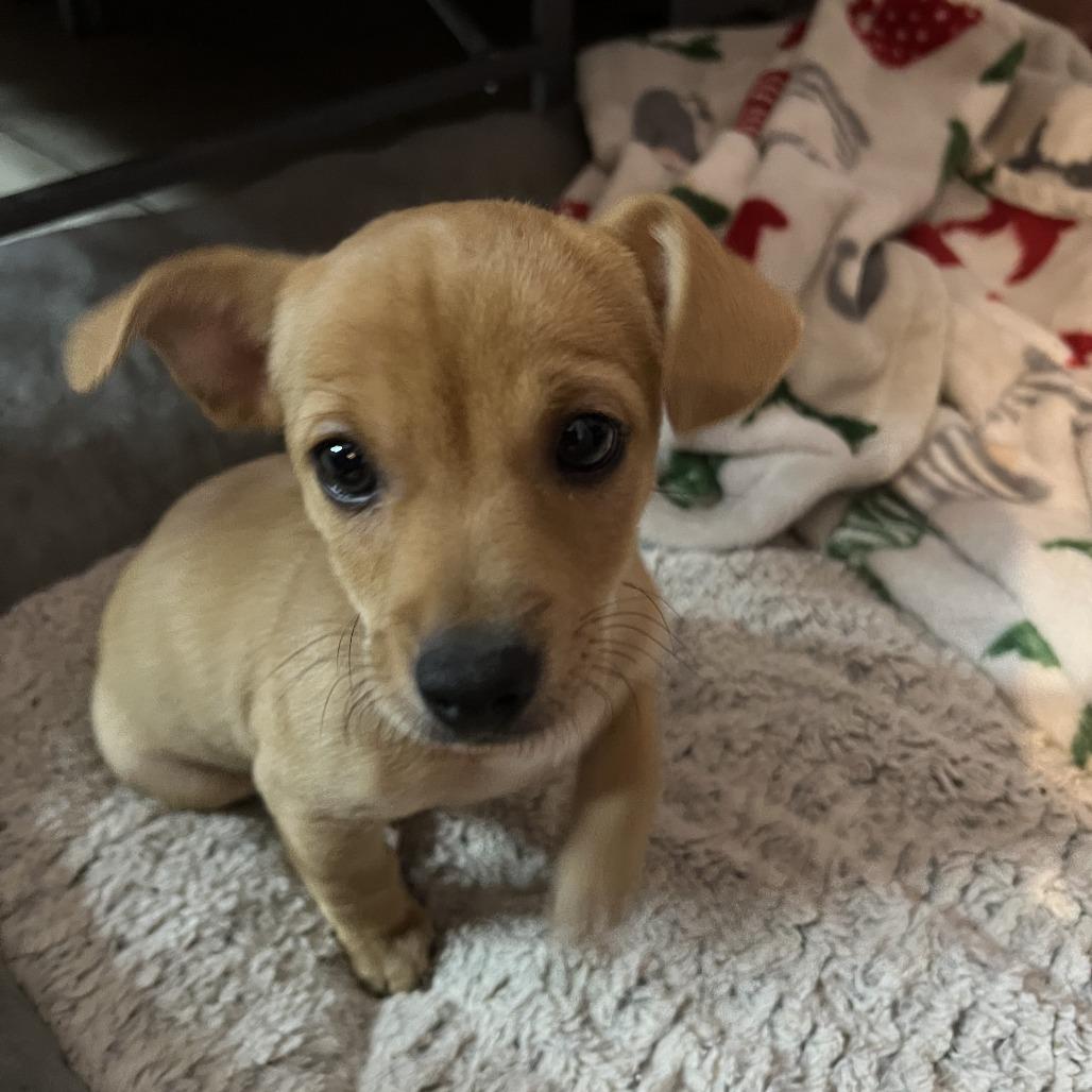 Scooby, a Adoptable Chihuahua image 3/4