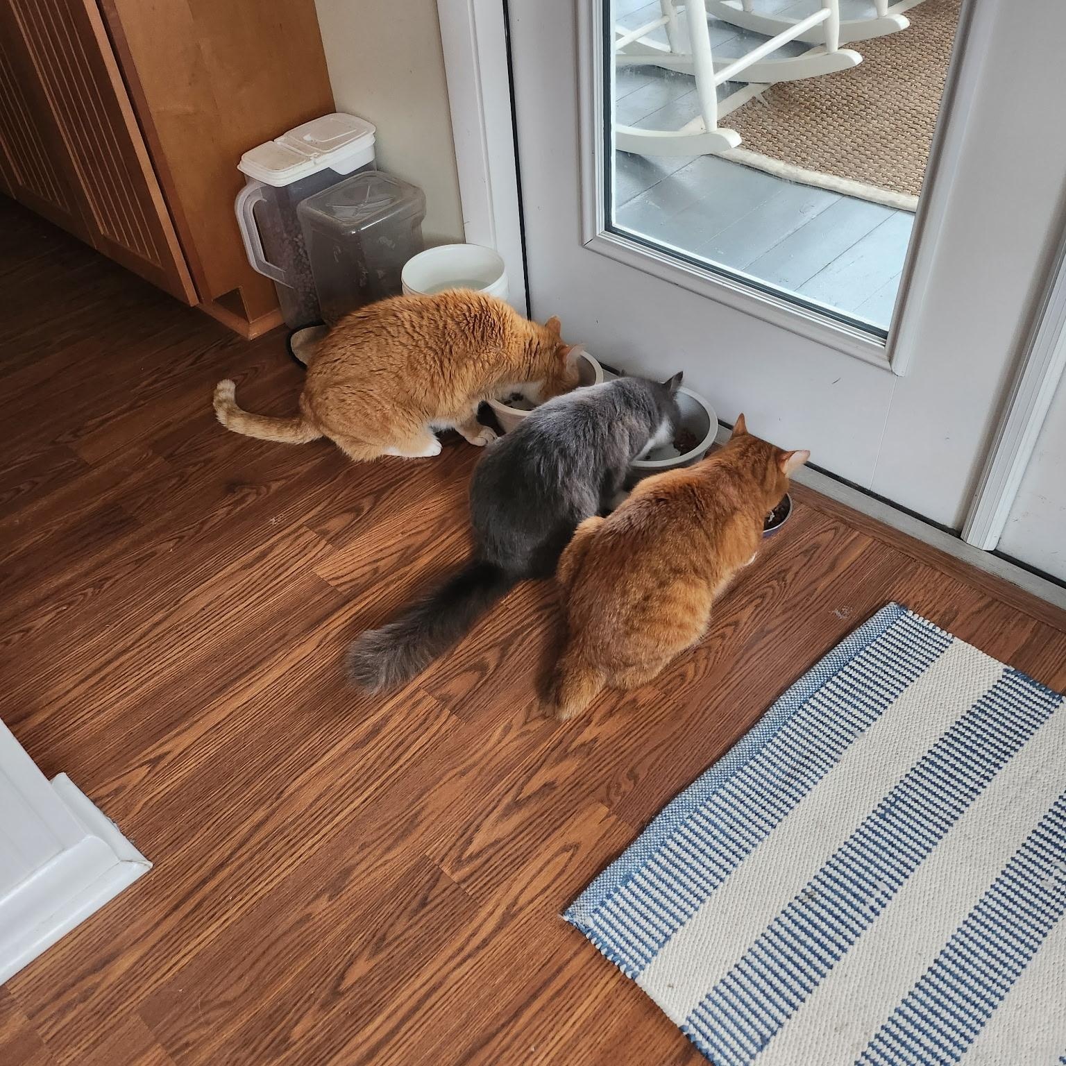 Enlarge Miss Dior, an adopted Domestic Long Hair in Wilmington, NC image 4/6