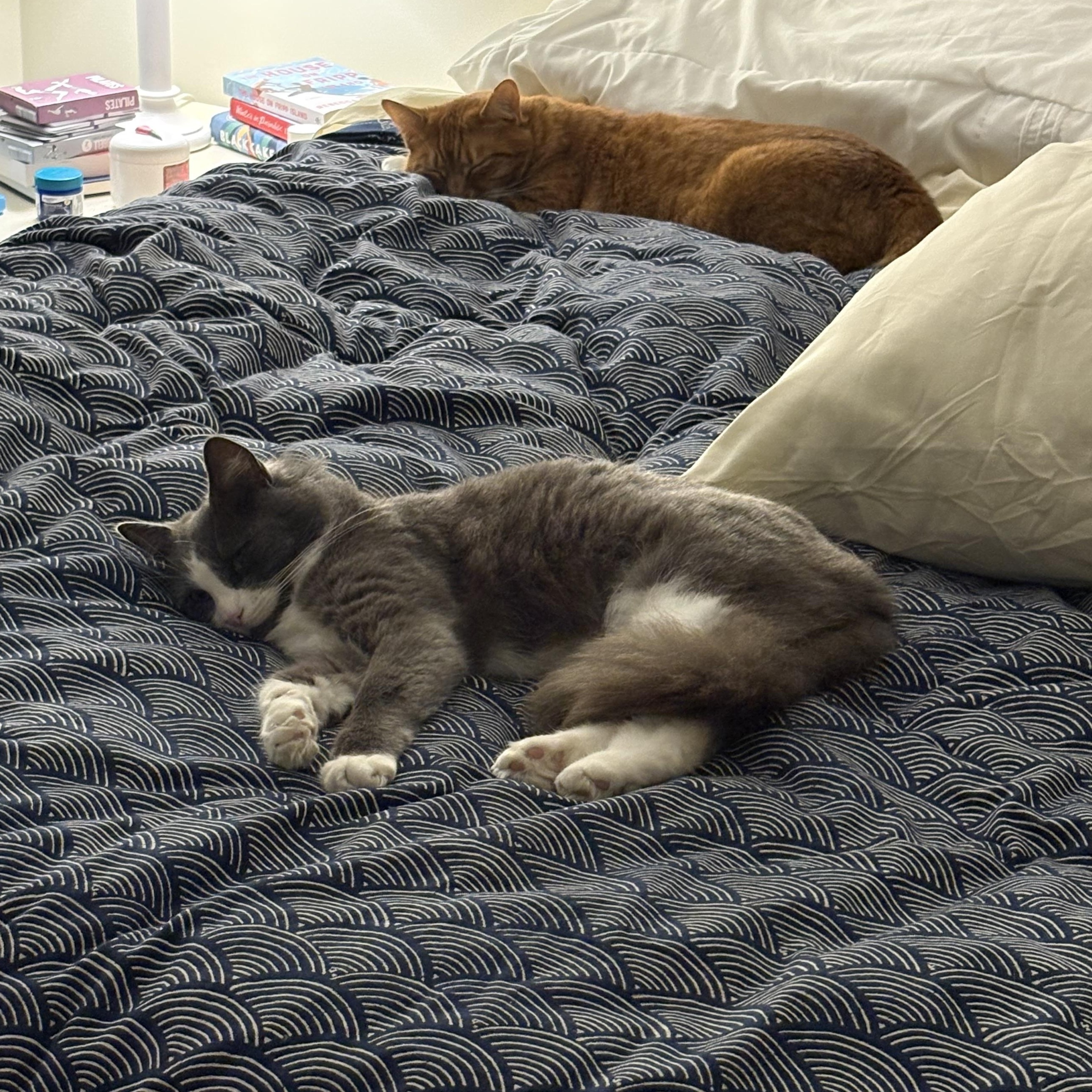 Enlarge Miss Dior, an adopted Domestic Long Hair in Wilmington, NC image 6/6