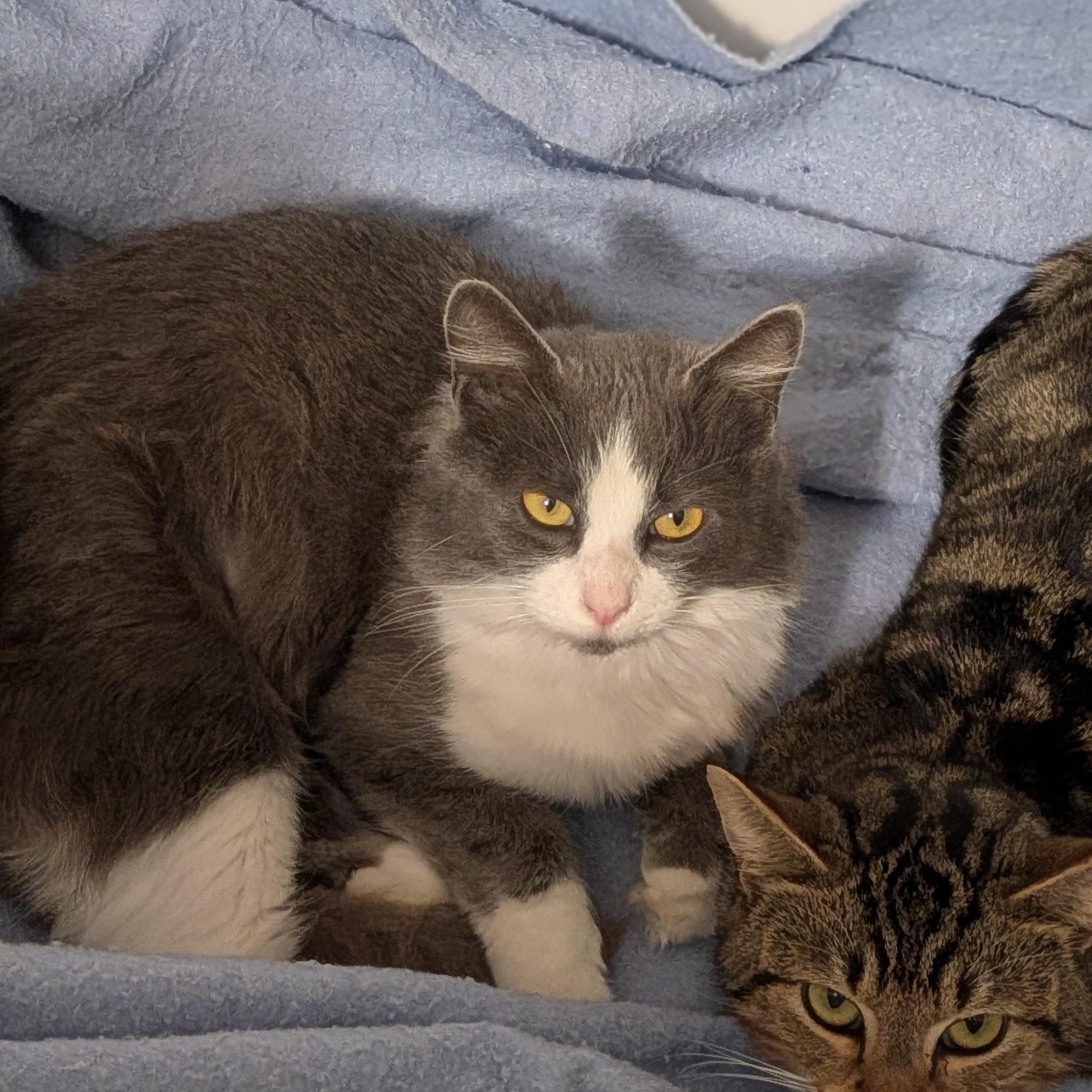 Enlarge Miss Dior, an adopted Domestic Long Hair in Wilmington, NC image 3/6