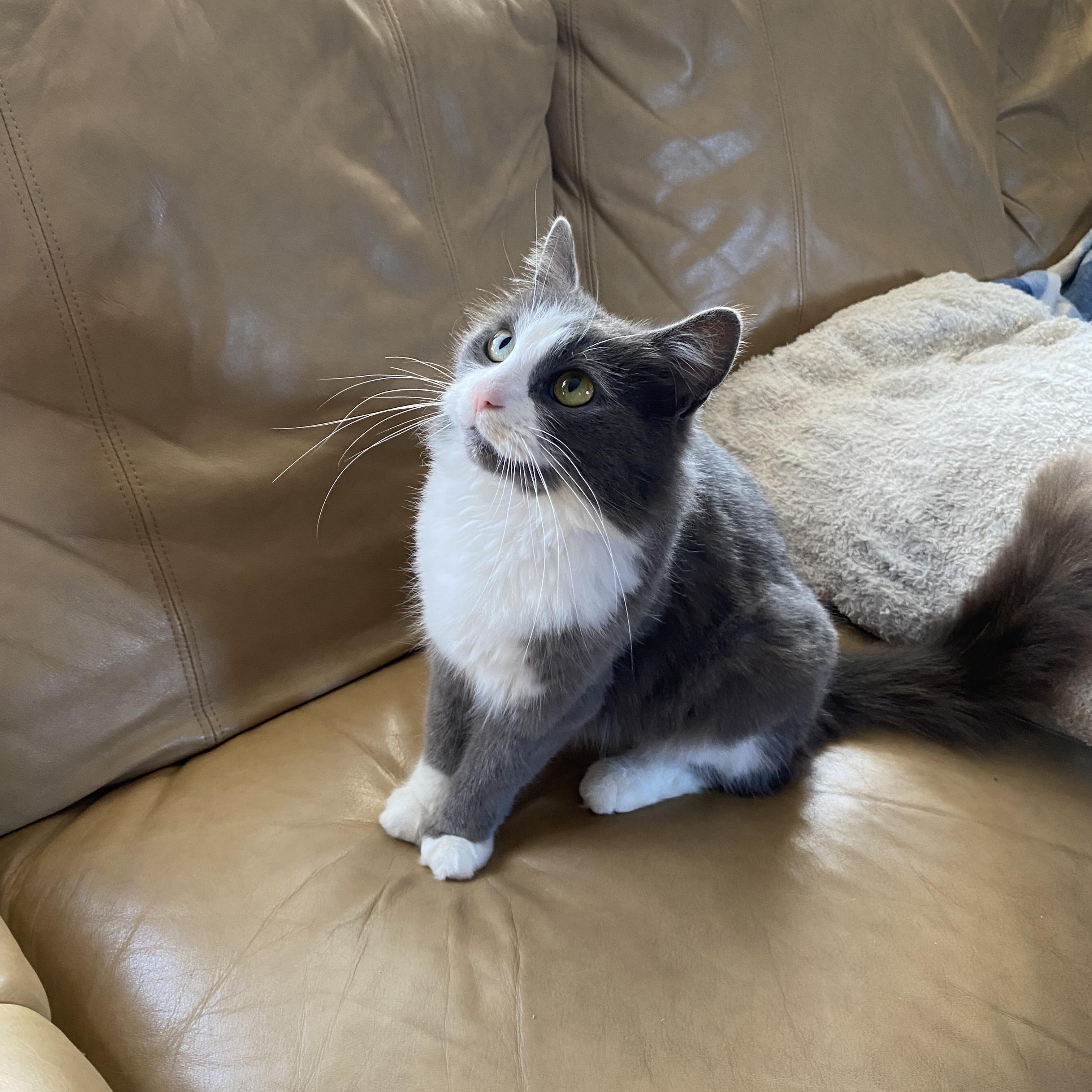 Enlarge Miss Dior, an adopted Domestic Long Hair in Wilmington, NC image 2/6