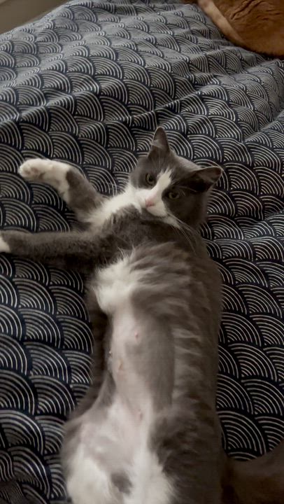 Enlarge Miss Dior, an adopted Domestic Long Hair in Wilmington, NC video 5/6