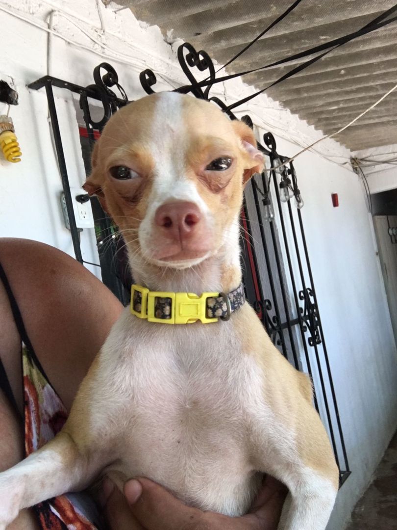 Peanut, a Adopted Chihuahua in Las Jarretaderas, NAY image 1/6