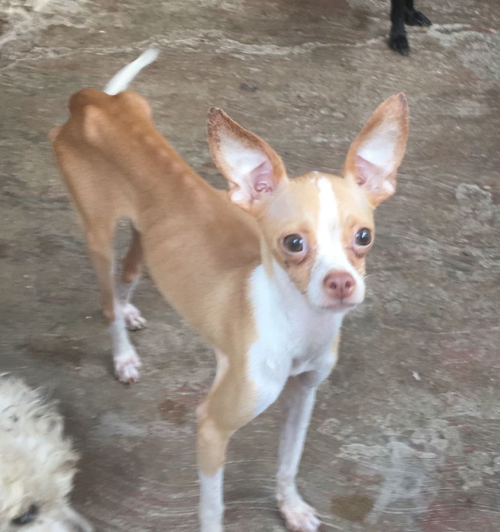 Peanut, a Adopted Chihuahua in Las Jarretaderas, NAY image 2/6