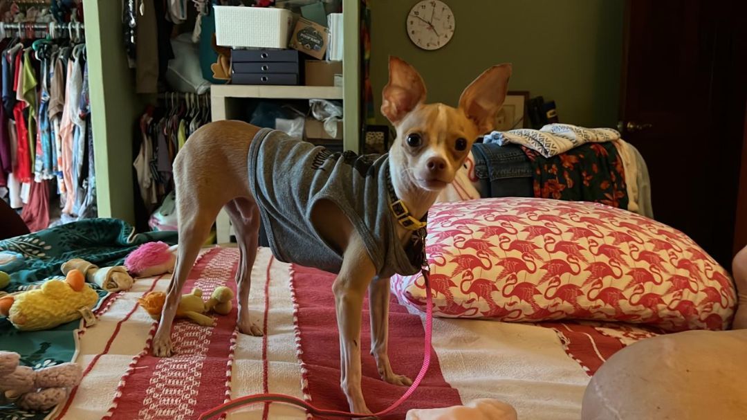 Peanut, a Adopted Chihuahua in Las Jarretaderas, NAY image 3/6