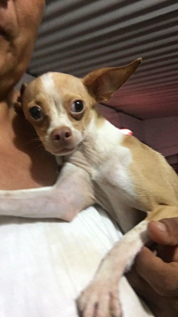 Peanut, a Adopted Chihuahua in Las Jarretaderas, NAY image 4/6