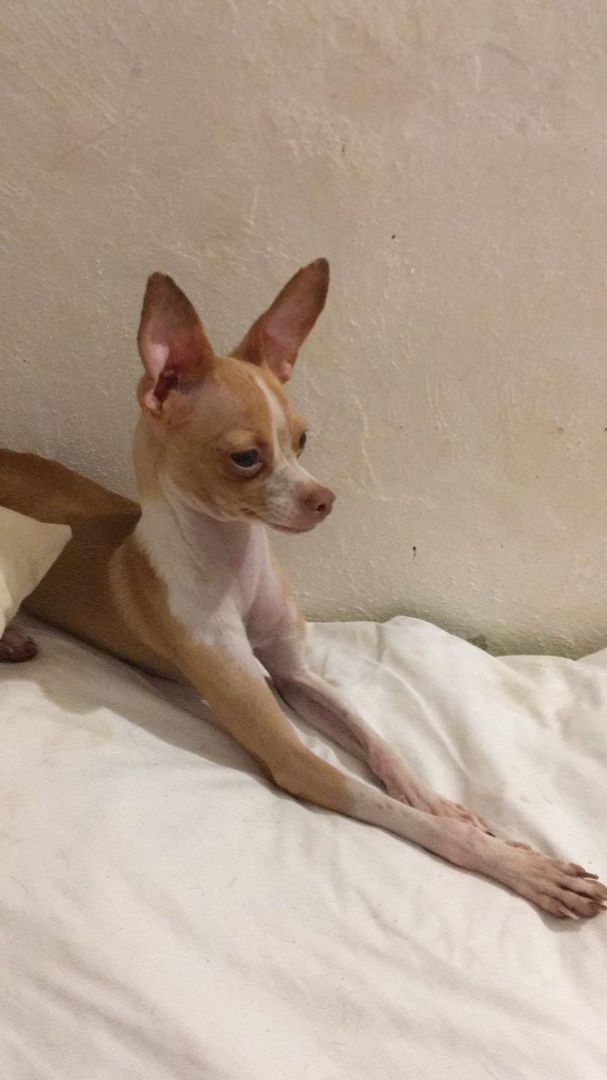 Peanut, a Adopted Chihuahua in Las Jarretaderas, NAY image 5/6