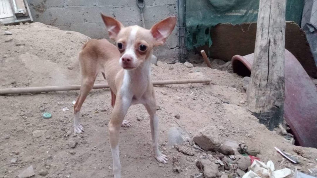 Peanut, a Adopted Chihuahua in Las Jarretaderas, NAY image 6/6