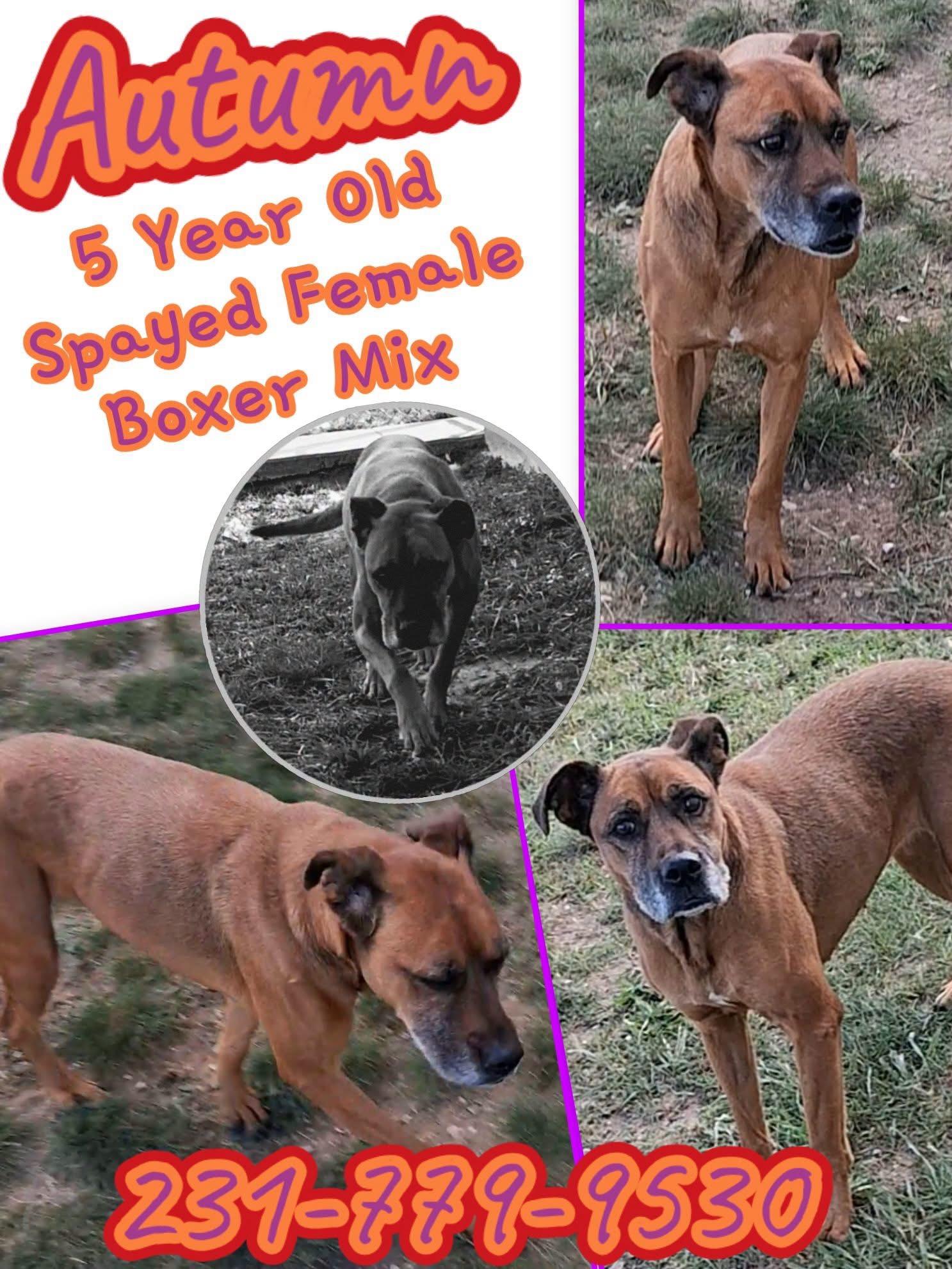Enlarge AUTUMN, a Adoptable mixed breed in Cadillac, MI image 1/1