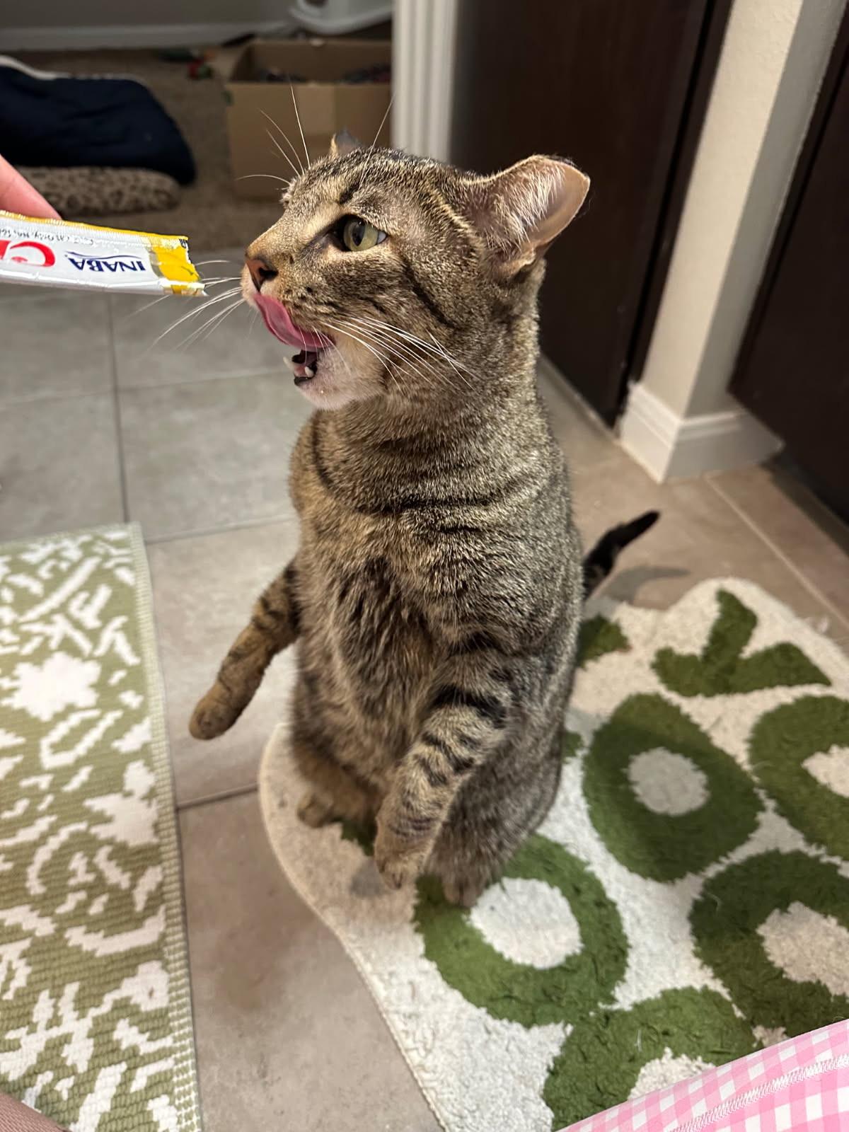 Maisie (the pearl), Adoptable, Young Female Domestic Short Hair.