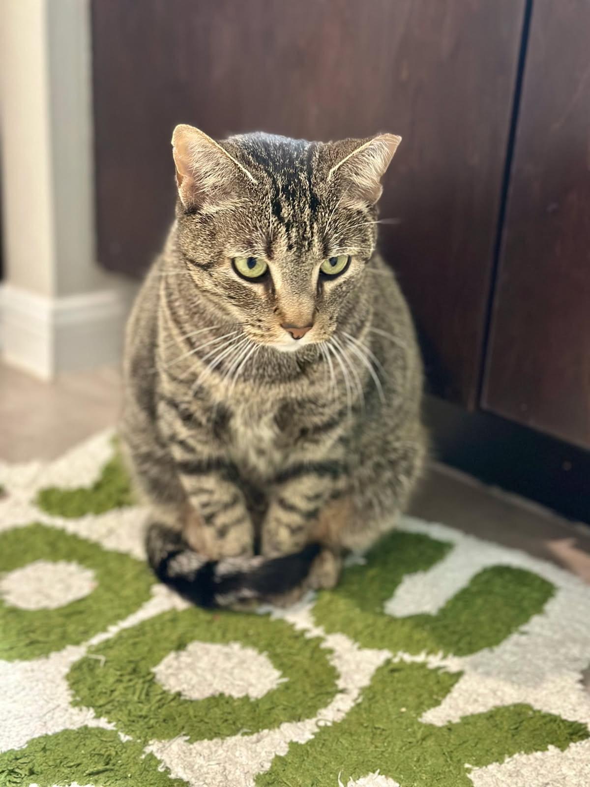 Enlarge Maisie (the pearl), a Adoptable Domestic Short Hair in Houston, TX image 3/3