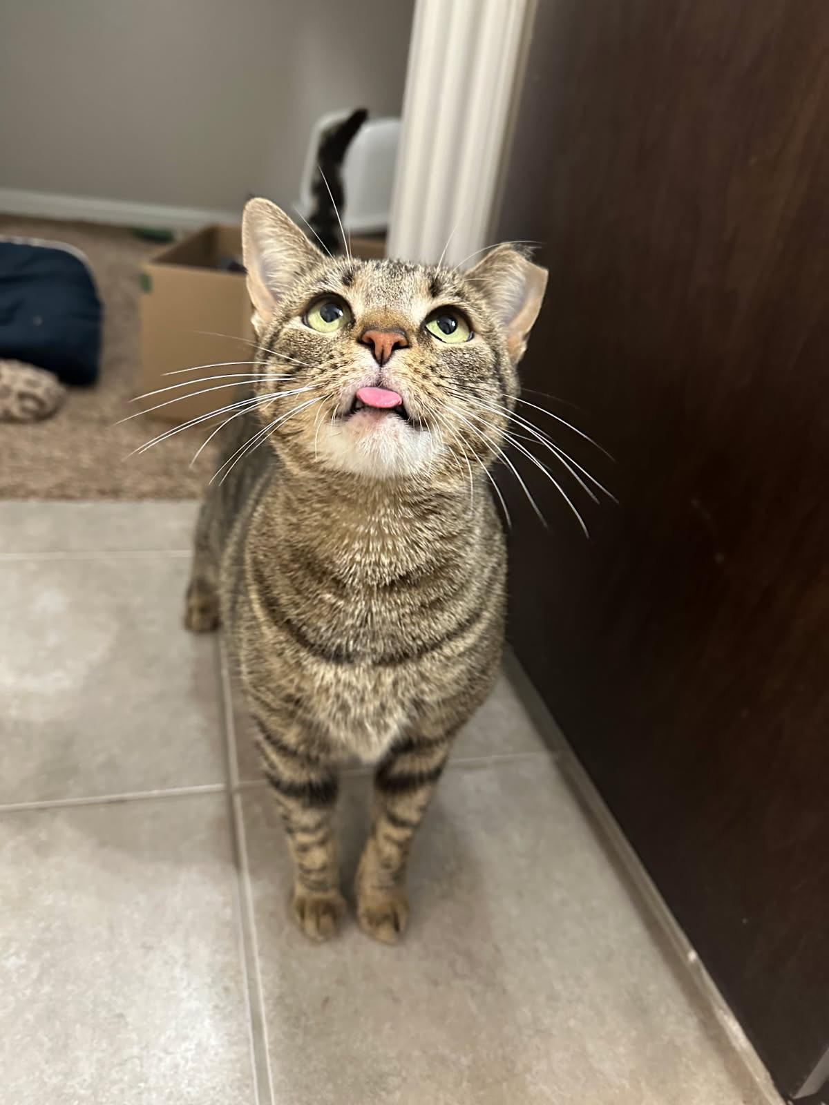 Enlarge Maisie (the pearl), a Adoptable Domestic Short Hair in Houston, TX image 2/3