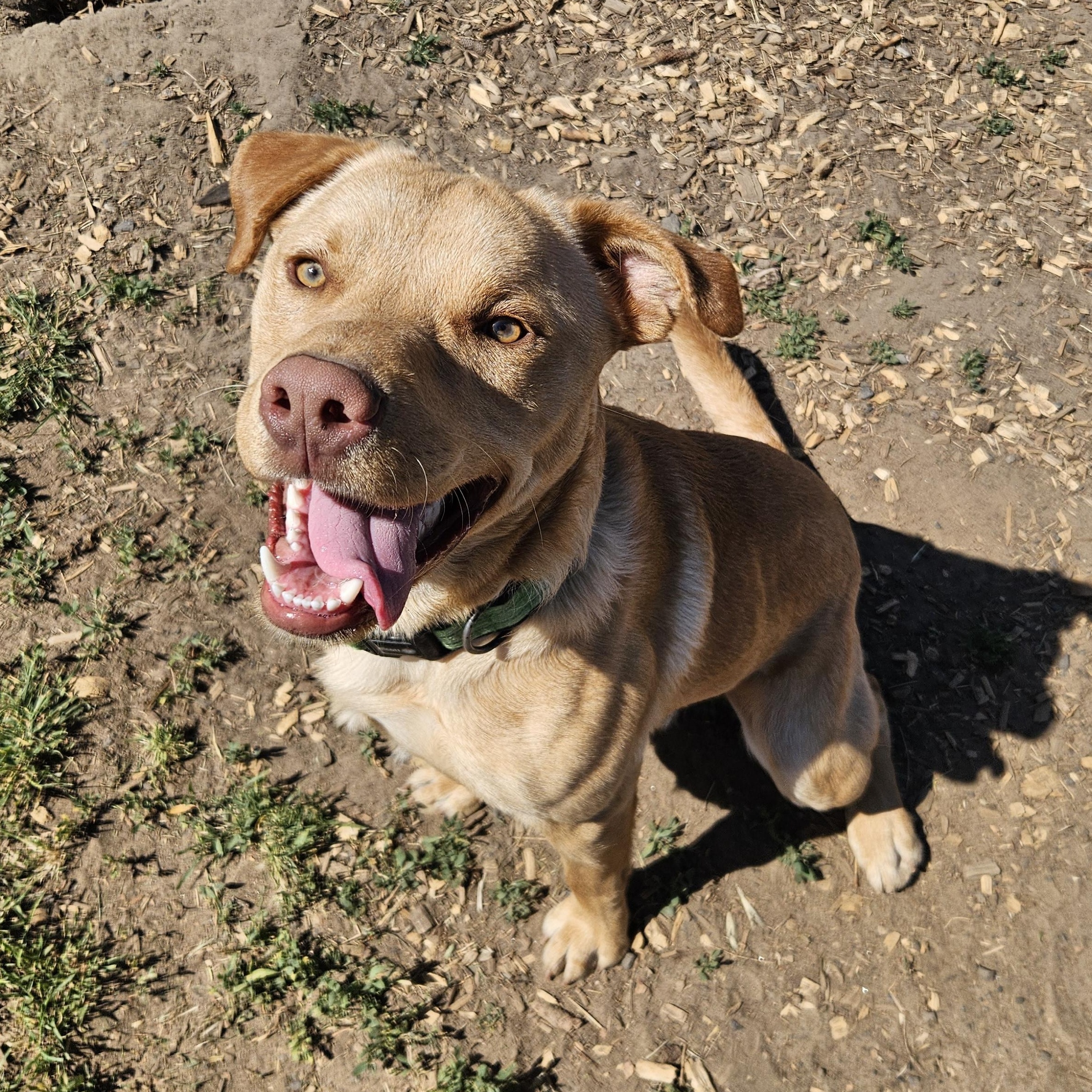 Soul, a ADOPTABLE mixed breed in The Dalles, OR image 1/5