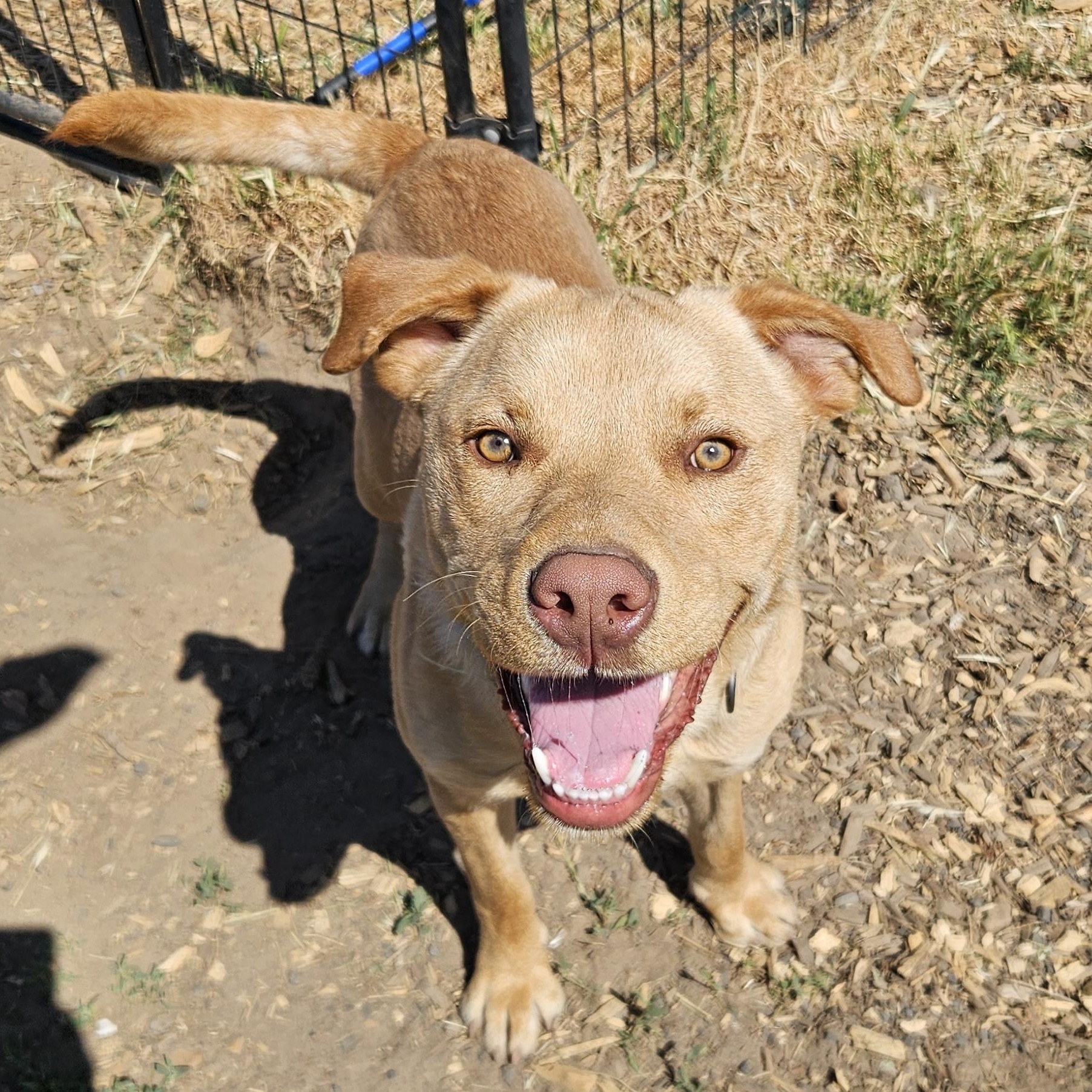 Soul, a ADOPTABLE mixed breed in The Dalles, OR image 3/5
