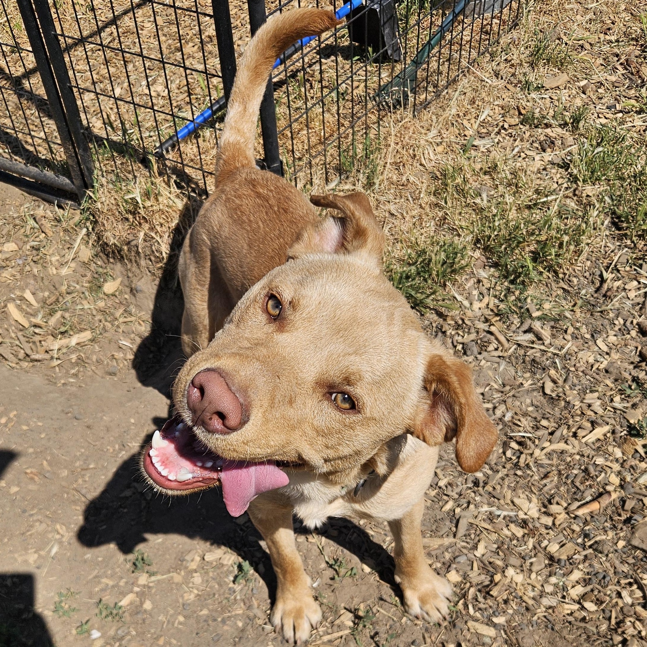 Soul, a ADOPTABLE mixed breed in The Dalles, OR image 4/5