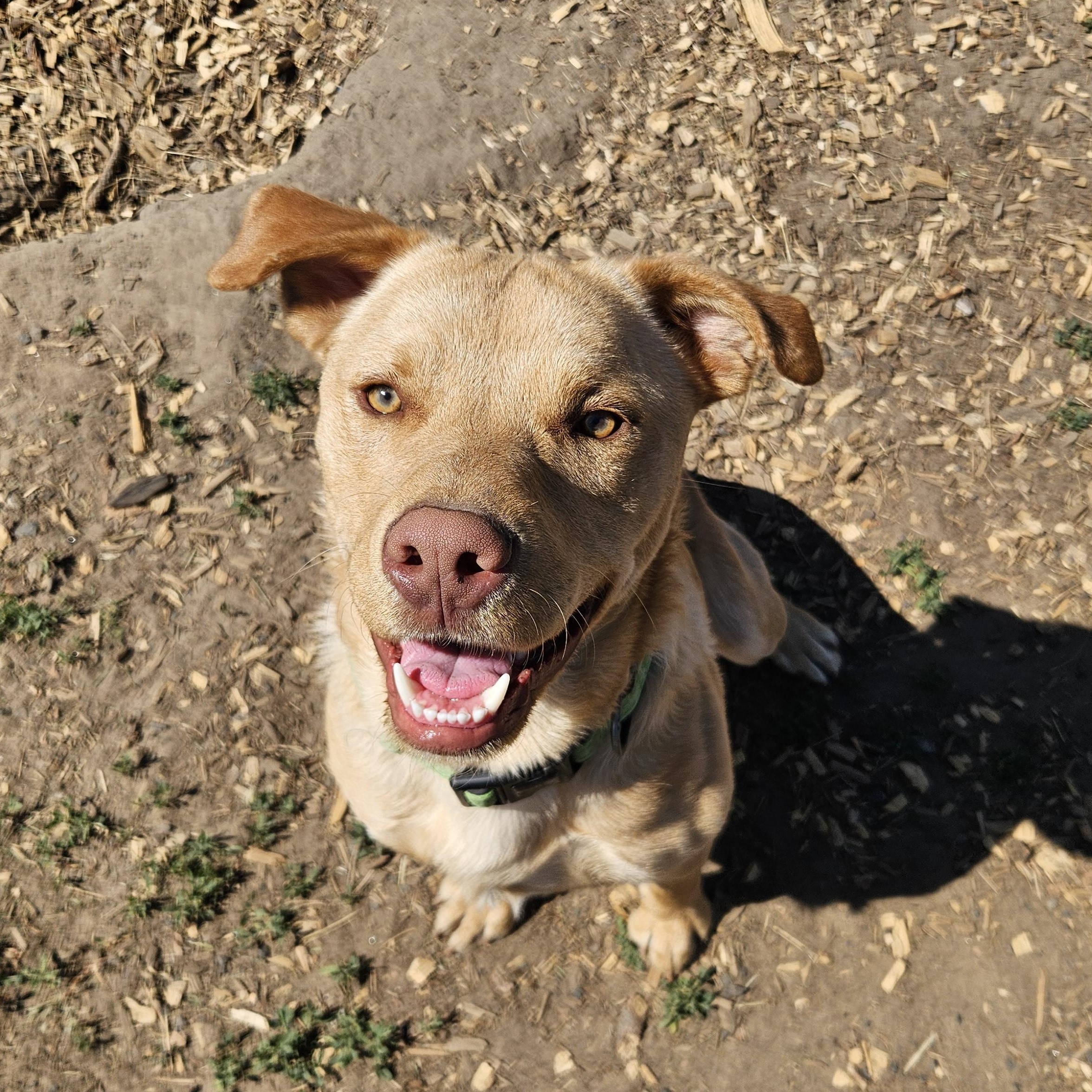 Soul, a ADOPTABLE mixed breed in The Dalles, OR image 2/5