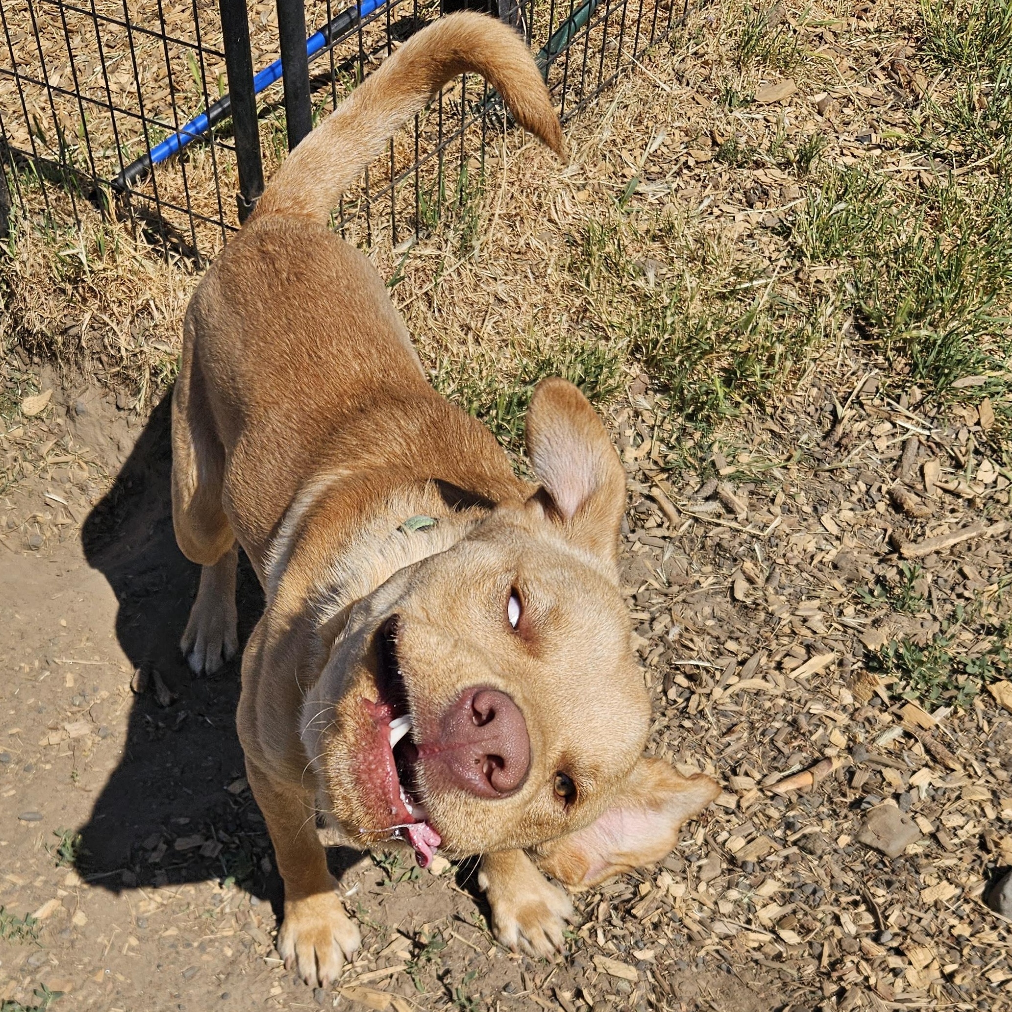 Soul, a ADOPTABLE mixed breed in The Dalles, OR image 5/5