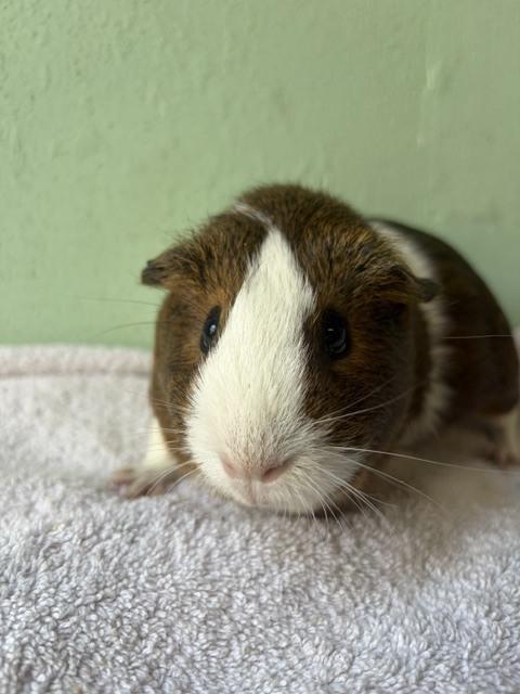 Bon Voyage, Adoptable, Adult Female Guinea Pig.