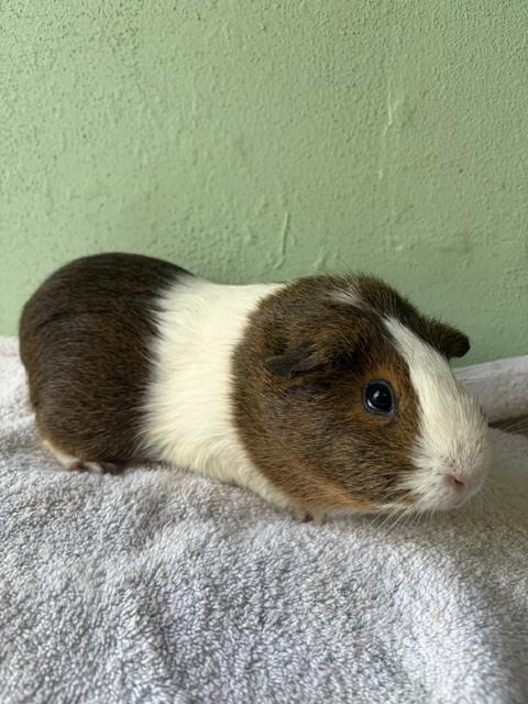 Enlarge Bon Voyage, a Adoptable Guinea Pig in San Diego, CA image 2/3