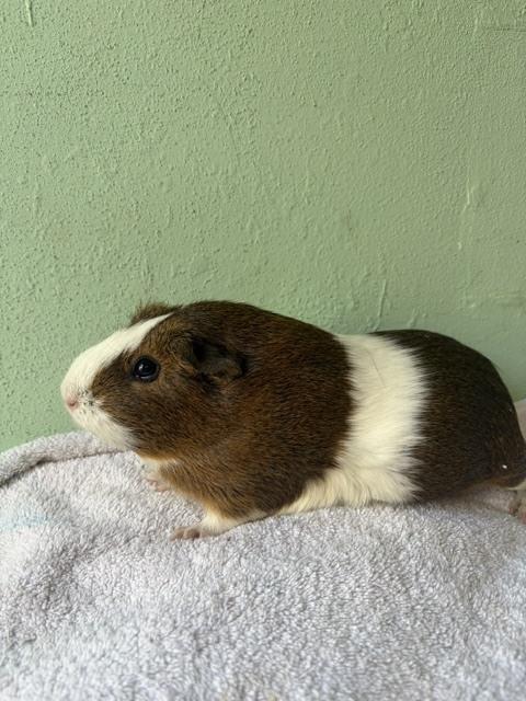 Enlarge Bon Voyage, a Adoptable Guinea Pig in San Diego, CA image 3/3