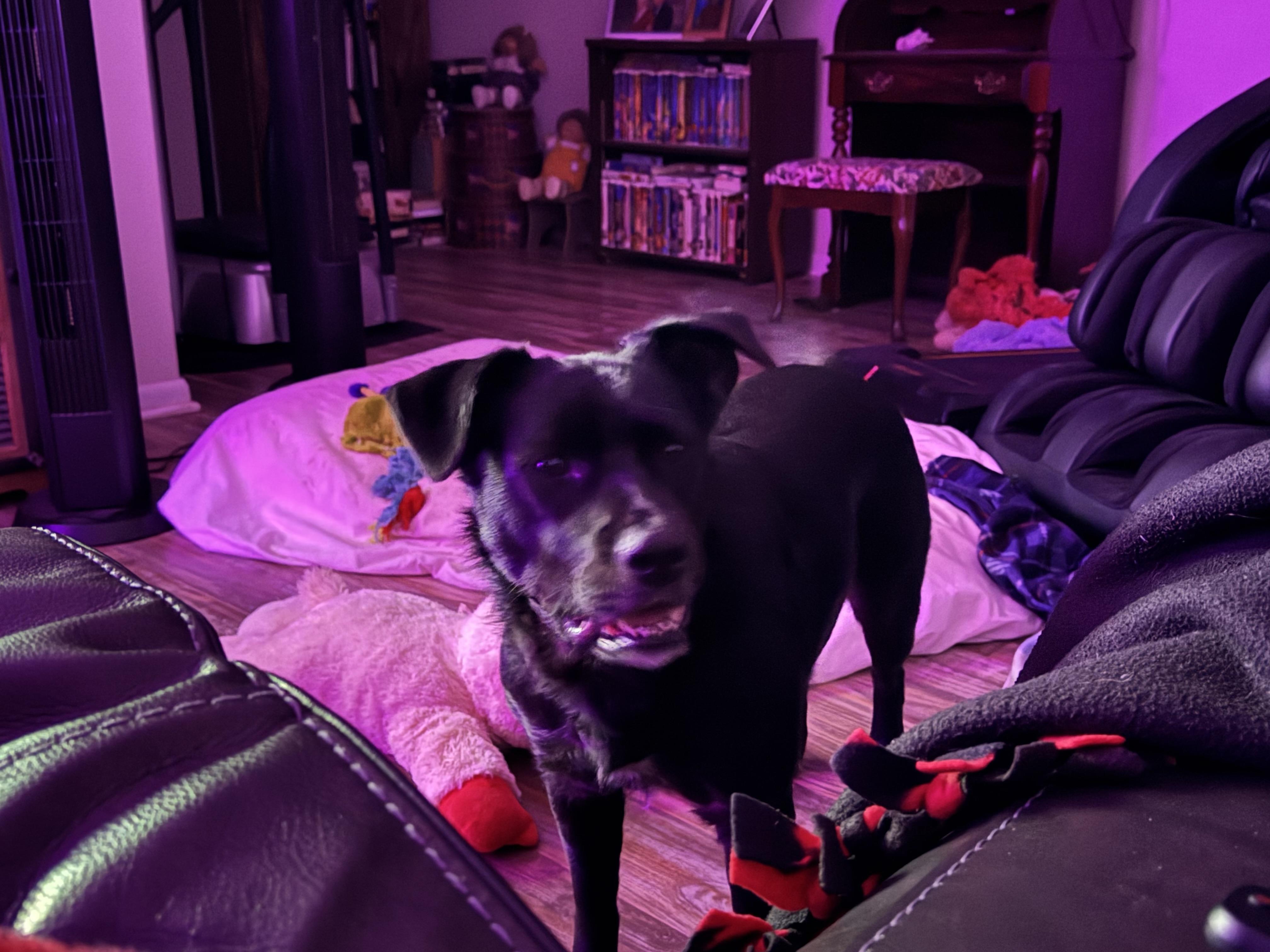 Enlarge Coco, a ADOPTABLE mixed breed in Weatherford, TX image 3/4