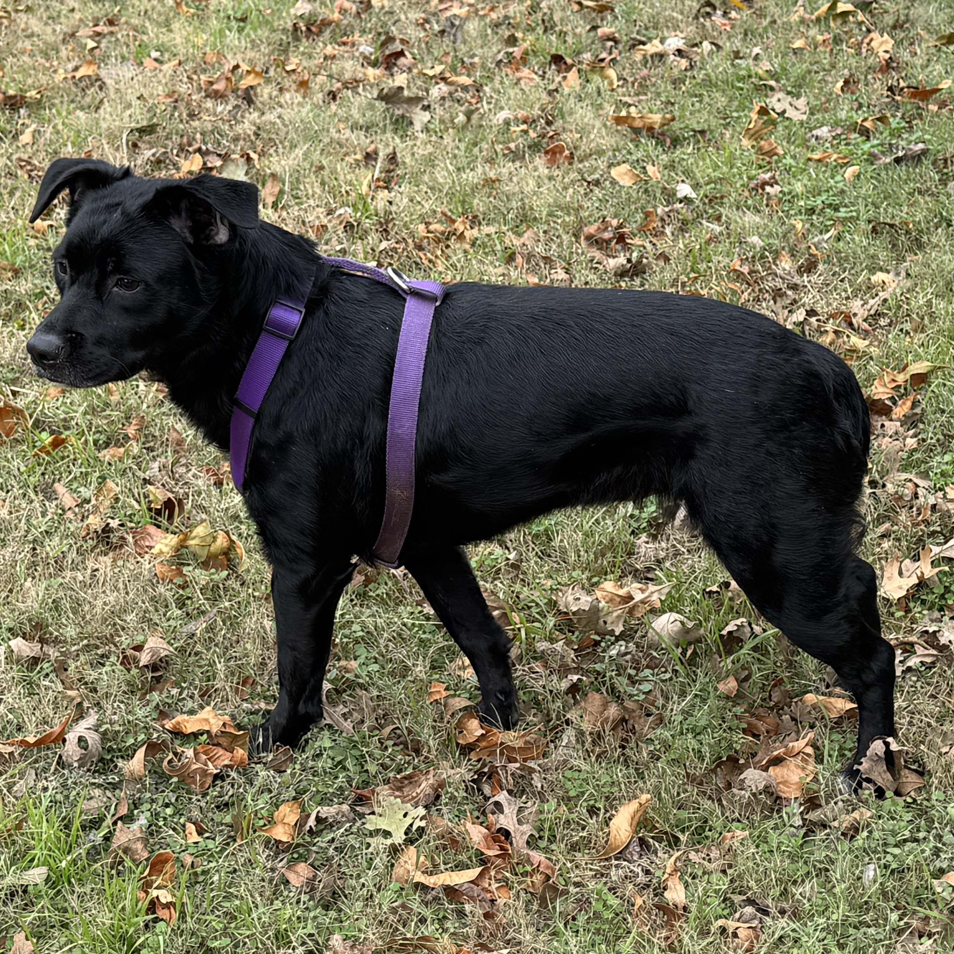 Coco, ADOPTABLE, Adult Female Black Labrador Retriever.