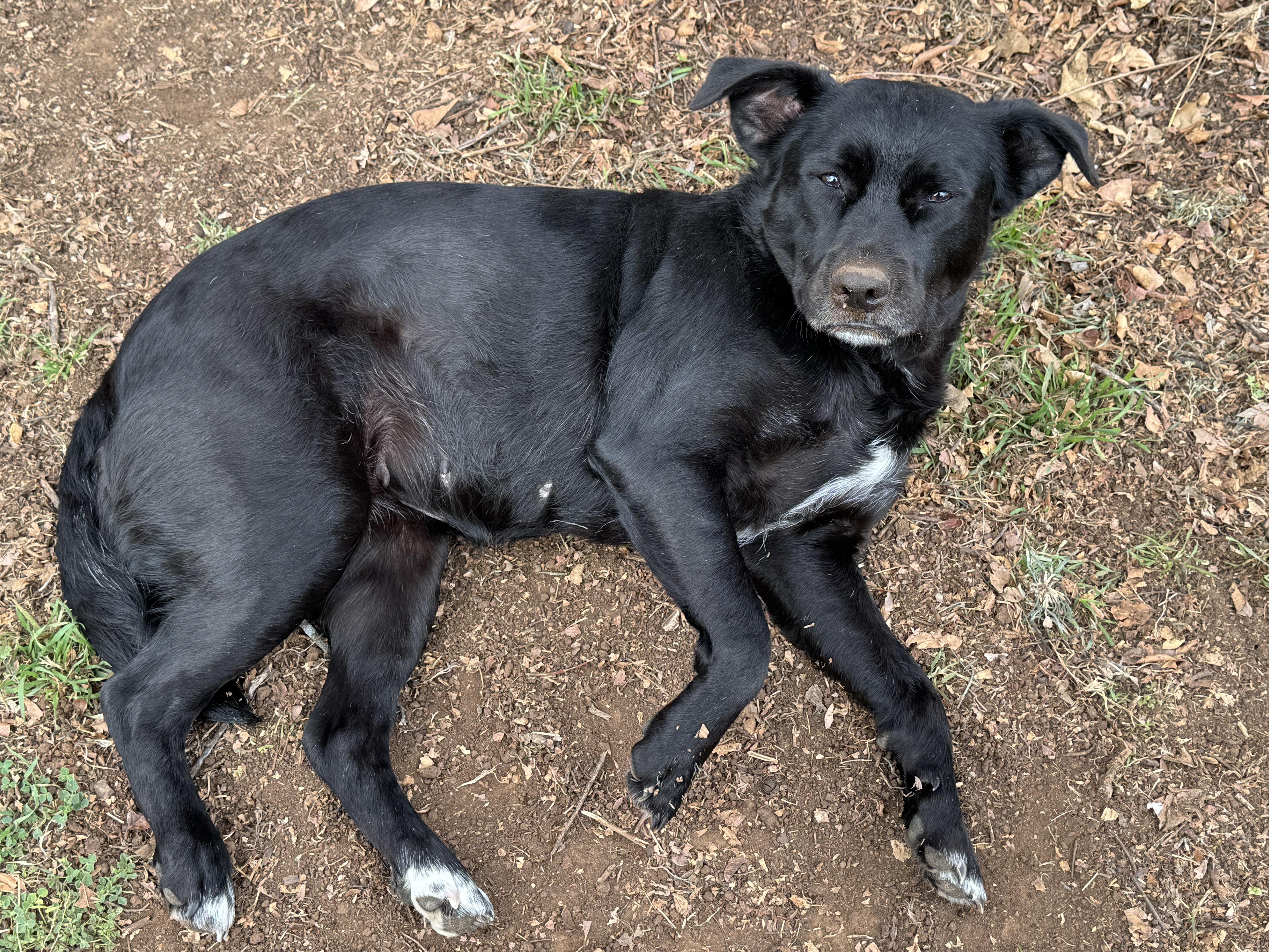 Enlarge Coco, a ADOPTABLE mixed breed in Weatherford, TX image 2/4